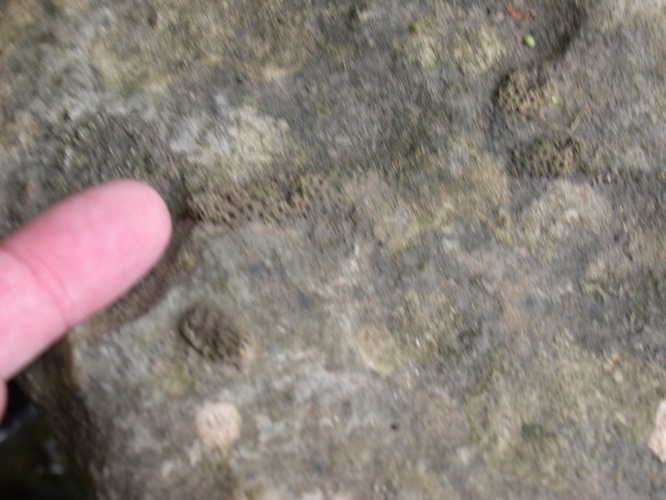 DSCN0114.JPG
