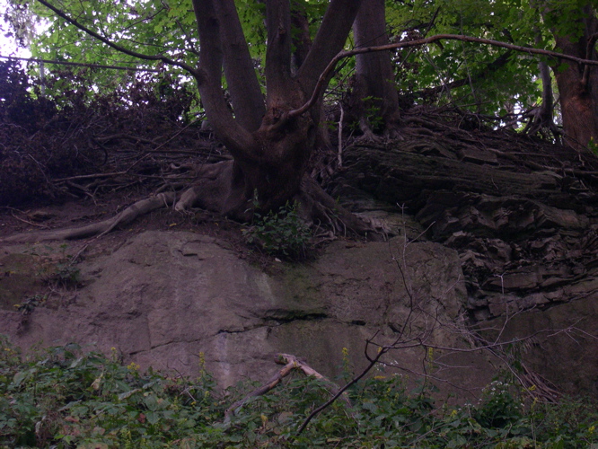 DSCN0118.JPG