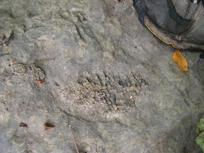 DSCN0102.JPG