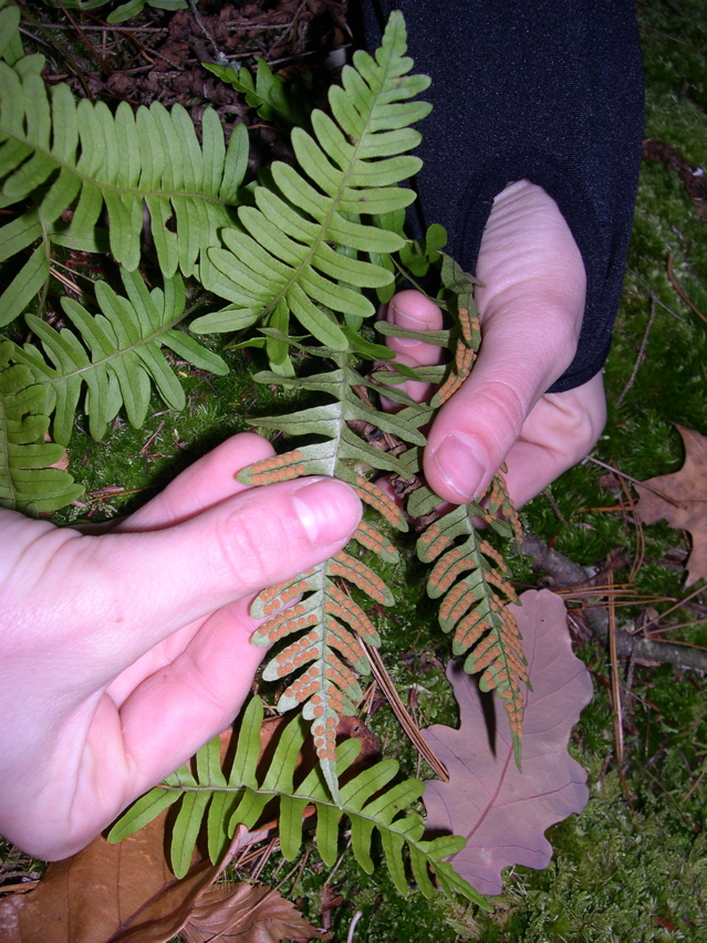 DSCN0130.JPG