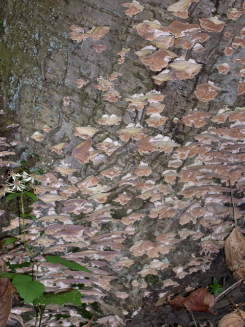 DSCN0138.JPG
