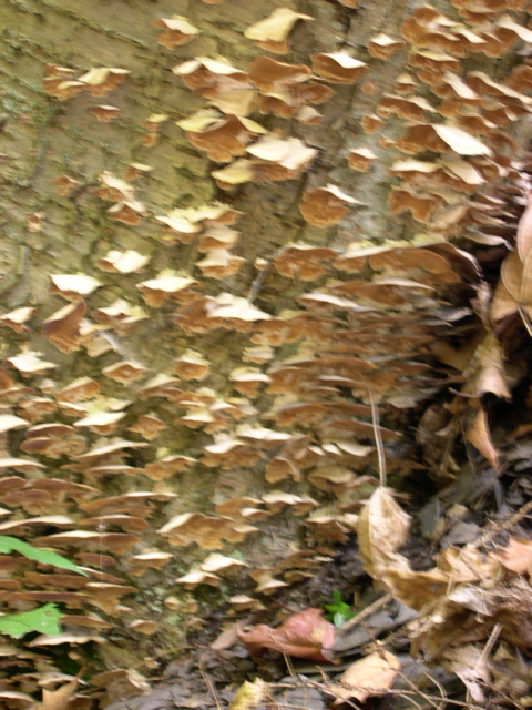 DSCN0139.JPG
