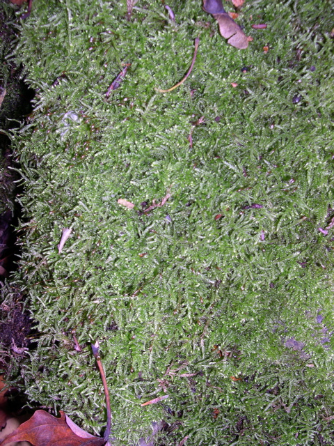 DSCN0144.JPG