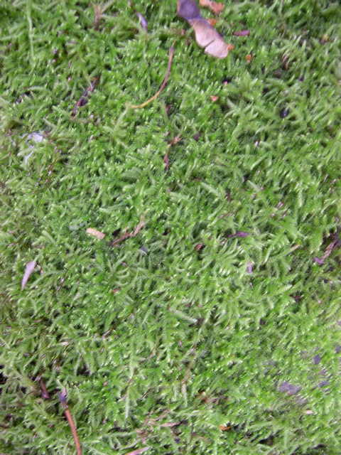 DSCN0145.JPG
